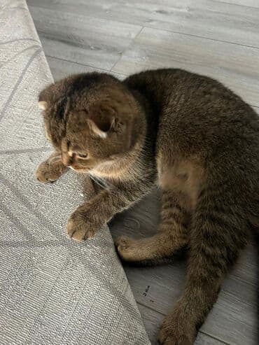 кошки купить бишкек: Скотиш Фолд (Шотландская вислоухая), 10 месяцев, Девочка, Приучена к лотку, Проглистована, С прививками — 7