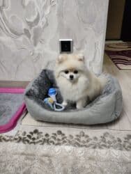 купить собаку шпица недорого: Шпиц, 1 год, Самец, С прививкой, С родословной — 14