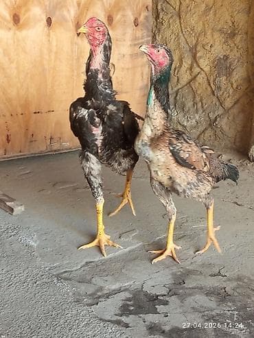 бойцовая птица: Продаю | Куры | Бойцовая | Для разведения — 3