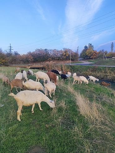 дойные козлы: Продаю | Коза (самка) | Для молока — 1