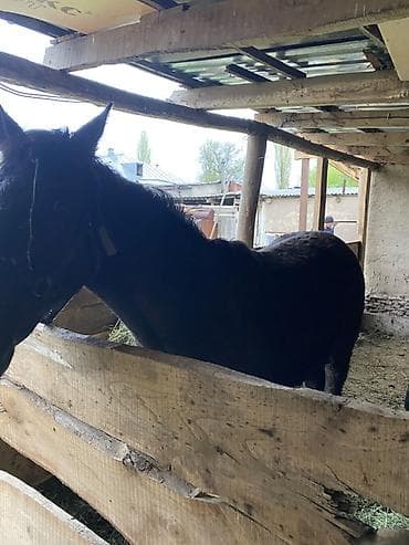 собака азият: Продаю | Жеребец | Рабочий — 4