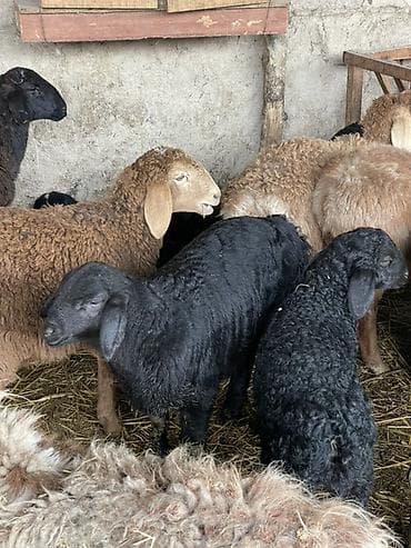 Продаю | Ягненок | Гиссарская | Для разведения, На забой at lalafo.kg Продаю | Ягненок | Гиссарская | Для разведения, На забой