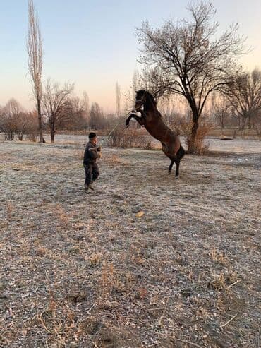 купить собаку для охоты: Продаю | Жеребец | Полукровка | Конный спорт — 1