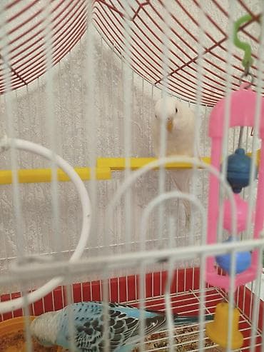 хайлайн соня: Продам волнистого попугаясамка альбинос — 3