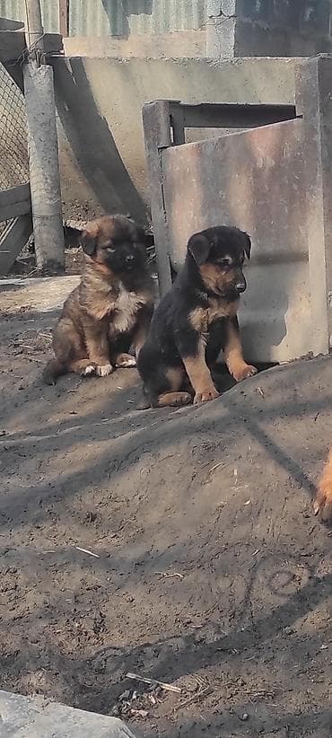 золотистый ретривер щенок: Щенки от собаки охранного типа (похожей на немецкую овчарку) — 1