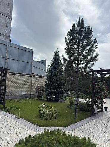 семена голубой ели купить: Ель голубая (Picea pungens, blue spruce) — крупные декоративные — 4