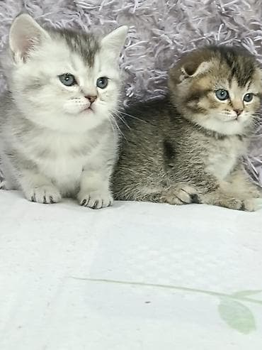 кошки шатланский: Скотиш Фолд (Шотландская вислоухая), 1 месяц, Девочка — 3