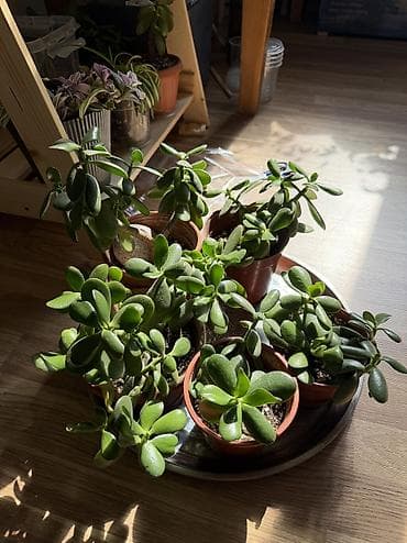 забыл: Посаженные Черенки денежного дерева посажены в рыхлый правильный — 1