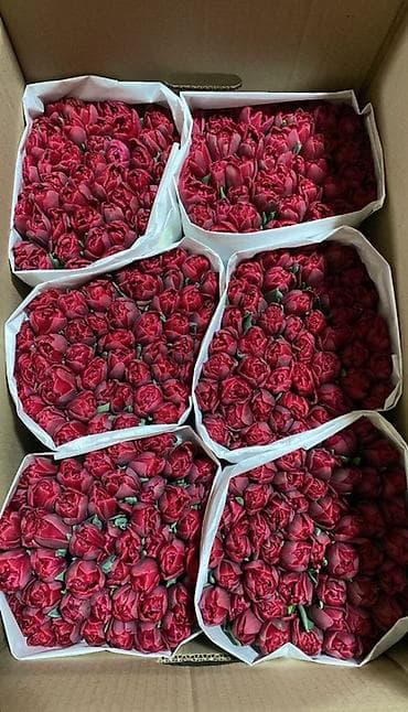 ❗️❗️ ❗️ принимаю заказы оптом тюльпанов и в розницу✅ Оптом принимаю — 1