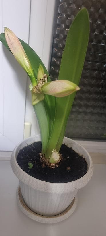 искусственные цветы дордой: Гиппеаструм . первая стрелка отцвела вторая пошла. Красавица! — 3