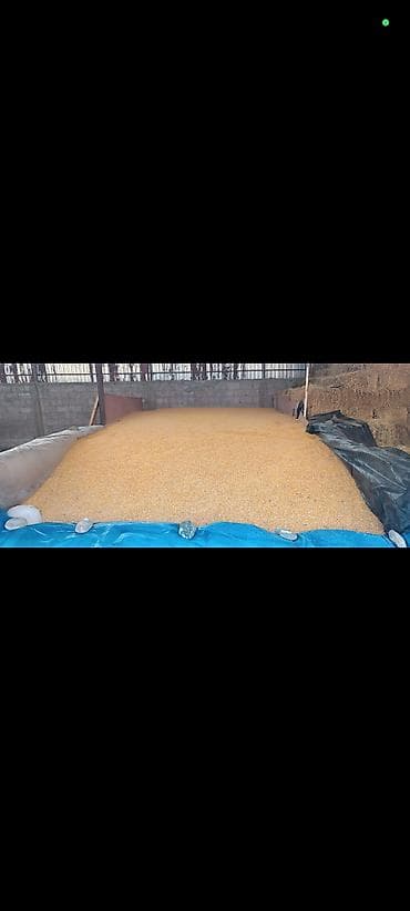 пони животное: Продаю кукурузу сорт Маями +-18 тонн в мешках. 26 сом самовывозом — 1