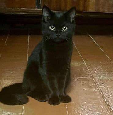 отдам породистых котят: Черные котёнок/Британиц!Отдам в добрые руки! - Окрас: равномерный — 2