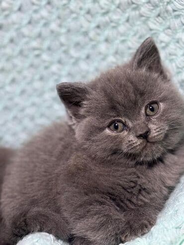 оборудование для кур несушек: К вашему вниманию прекрасные шотландцы от хорошей пары! котята — 2