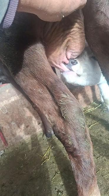 хара: Сатам | Уй (ургаачы) | Сүт алуу үчүн | Музоологондон кийин — 7