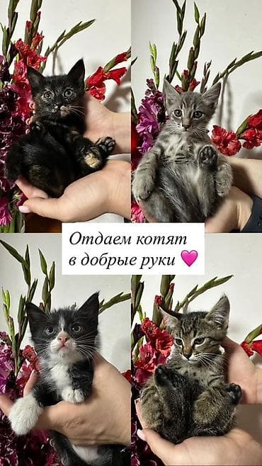 Мышык кууту: Отдаем котят в добрые руки — 1