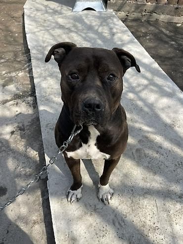 собаки ош: Кубинец албанец 2 года ТОЛЬКО ВЯЗКА!! - Окрас — 1