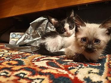 сайт о кошках: Отдаем котят в добрые руки — 8