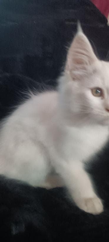 бишкек кошка: Мейнкуны ♥️♥️♥️ Продаётся Чистокровный, Эксклюзивный котик Мейн-Кун🥰 — 10