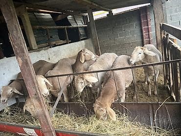 бараны романовский: Продаю | Баран (самец) | Для разведения | Ярка — 4