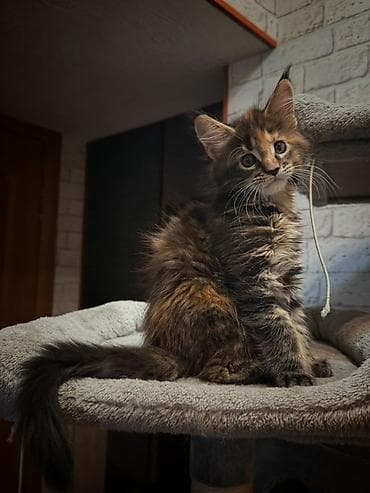 мейкун котята: 🐾 Продаются очаровательные котята породы мейн-кун 🐾 Предлагаем в — 3