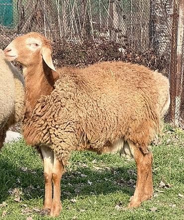 уй сатылат бишкек 2022: Сатам | Кочкор (эркек) | Арашан — 2