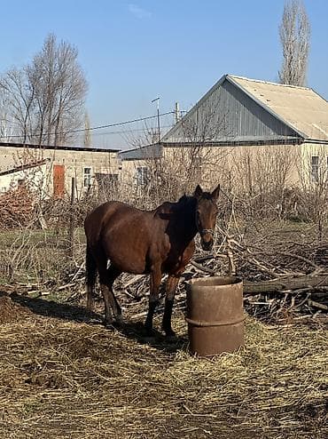 продам сельхоз животных: Продаю | Кобыла (самка) | Для разведения — 7