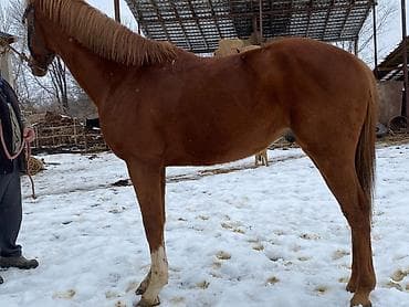 кона: Продаю | Конь (самец) | Английская | Конный спорт | Племенные — 1