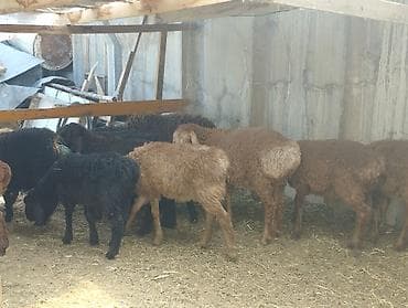 карп кой: Продаю | Баран (самец) | На забой — 5