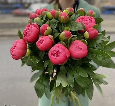 чайные розы: Корни пиона из Голландии по три почки Сорт Корал Сансен Поставка — 1