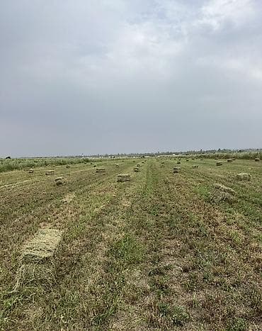 молоко сухое для животных: Сено в тюках (клевер 2ой косс) чистый без сорняков, хорошо — 1