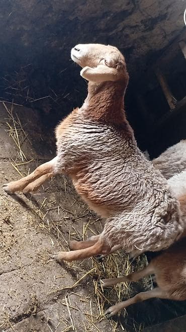 кой сойушка: Продаю | Овца (самка) | Арашан | Для разведения | Ярка — 4