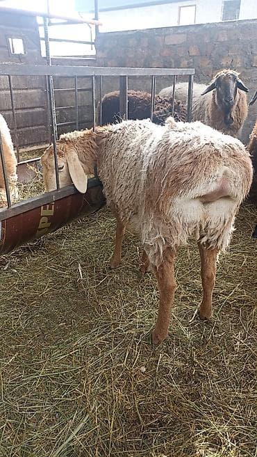 баран кант: Продаю | Овца (самка) | Арашан | Для разведения | Осеменитель, Ярка — 7