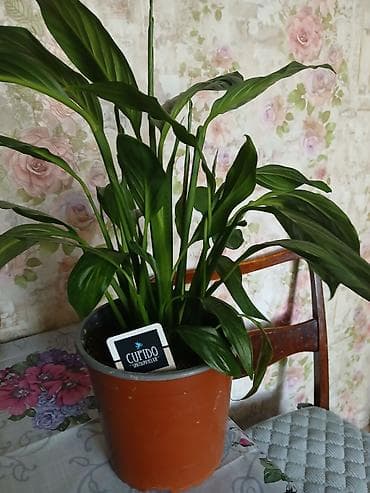 Спатифиллум Cupido (Spathiphyllum) в пластиковом горшке. - Компактный at lalafo.kg Спатифиллум Cupido (Spathiphyllum) в пластиковом горшке. - Компактный