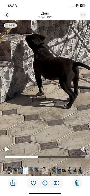 Иттер: Питбуль, 5 айлык, Ургаачы, Ит тегин тастыктоочу документ — 3