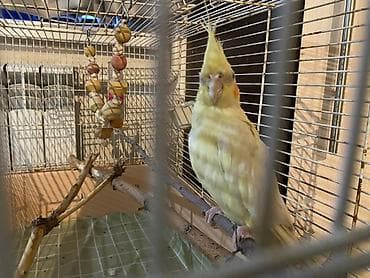 поставщики кормов для животных бишкек: Нимфа (корелла) светло-жёлтого окраса с хохолком и оранжевыми — 1