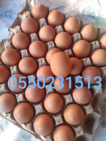 Ветеринар кызматы: Сатам | Инкубацияланган жумурткалар | Леггорн | Жумуртка туудуруу үчүн — 5