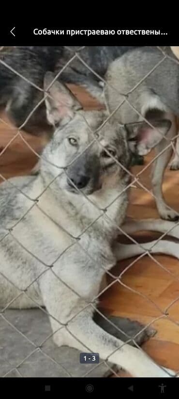 продажа щенков немецкой овчарки с документами в бишкеке: Собака даром: 2 года, Самка, С прививкой — 5