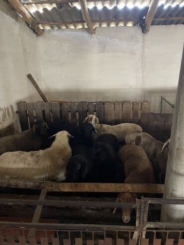 коты в оше: Продаю | Овца (самка), Баран (самец) | Для шерсти, На забой, Для разведения | Племенные, Матка — 2