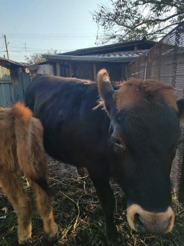 Аквариумы: Продаю | Музоо, торпок | На откорм, На забой, Для разведения — 3