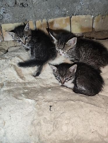 Отдам даром: трое котят с мамой - Количество: 3 котёнка + мама-кошка at lalafo.kg Отдам даром: трое котят с мамой - Количество: 3 котёнка + мама-кошка