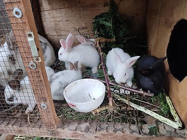 Продаю | Крольчата | Для разведения at lalafo.kg Продаю | Крольчата | Для разведения