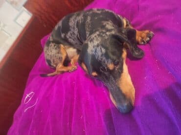 бордер колли собака: Такса, 3 года, Самец — 6