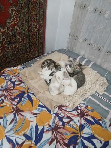 пуфики цена: Отдам котят в хорошие руки 4 по 1,5 месаца и 4 по 2,5 месаца. Только в — 8