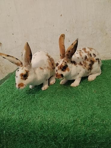 мультипу собака: Продаю | Крольчата — 3