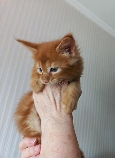 буудай баасы 2026: 🐾🐈Предлагаются к ранней брони очаровательные котята мейн-кун — 3