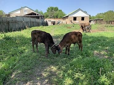 корым: Продаю | Музоо, торпок | Полукровка | На откорм | Привязанные — 1