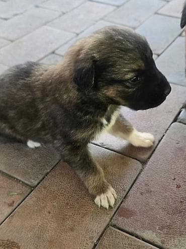 щенок собака: Щенки метисы мама овчарка папа дворняжка короткошерстные — 2