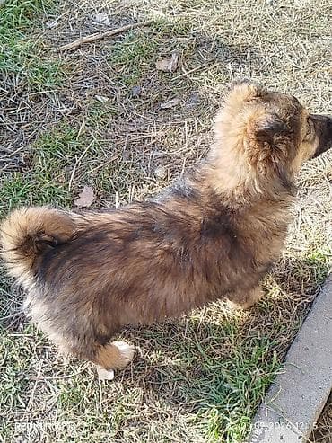 лабладор собака: Собака даром: Дворняжка, 2 месяца, Самка — 4