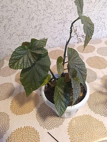 Комнатные растения в горшках (несколько видов): 1) Бегония