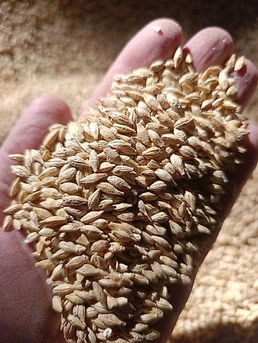 кукуруза для попкорма: Ячмень (зерно) семена сорт Канада 120 кг на гектар норма высева - — 1